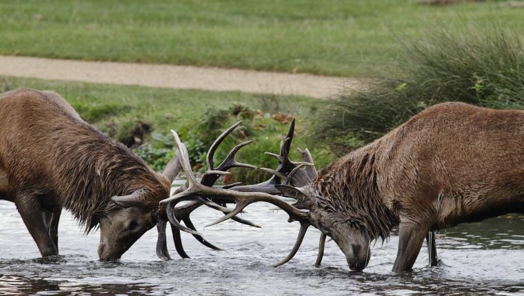 Tiere außer Rand und Band