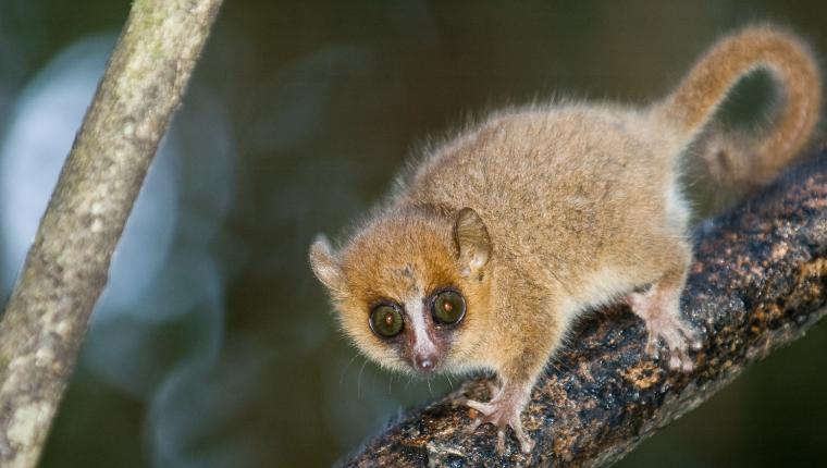 Unbekanntes Madagaskar