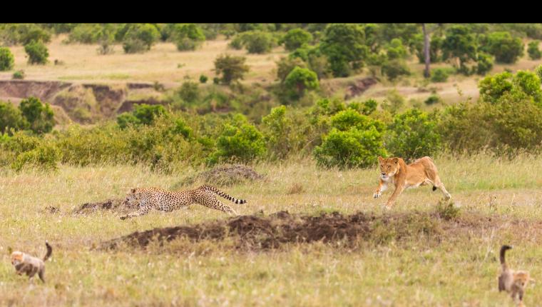 Die fünf Geparde - Gemeinsam durch die Serengeti