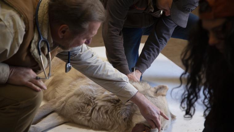 Dr. Ole: Tierarzt im Einsatz