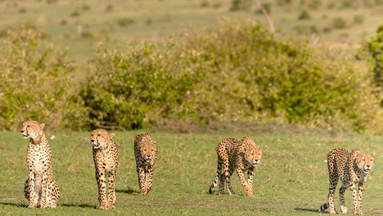 Die fünf Geparde - Gemeinsam durch die Serengeti