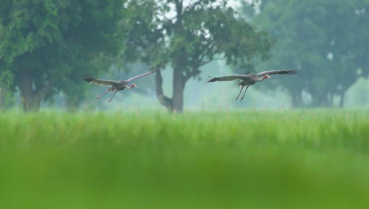 Thailands faszinierende Wildnis