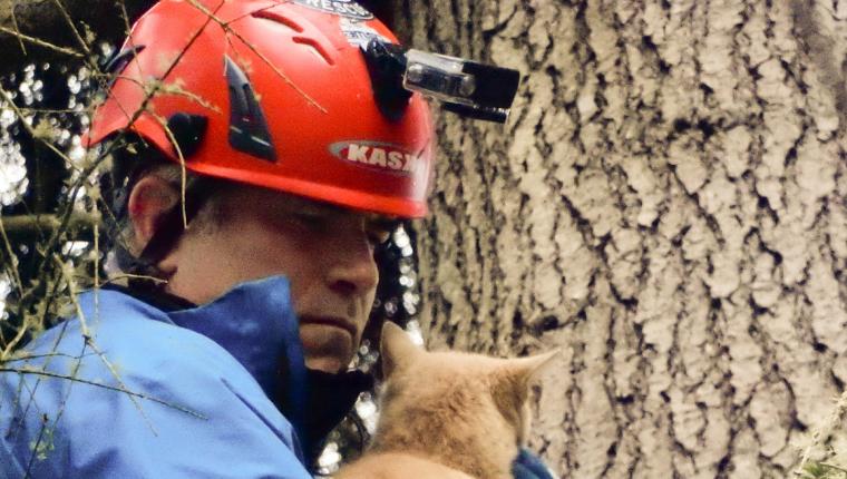 Die Katzenretter - Einsatz in der Baumkrone