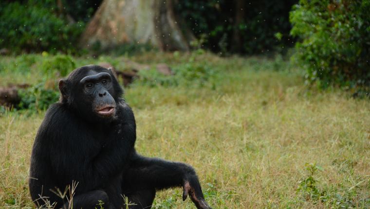 Afrikas tödlichste Jäger