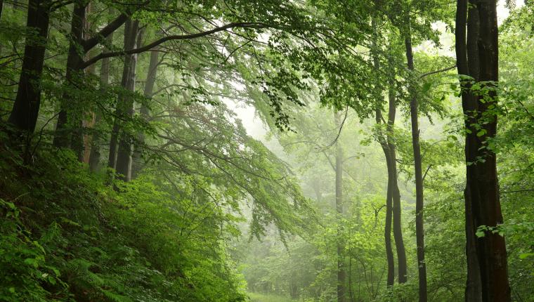 Tausend Moore, hundert Seen und ein Wald - Naturwunder Schorfheide