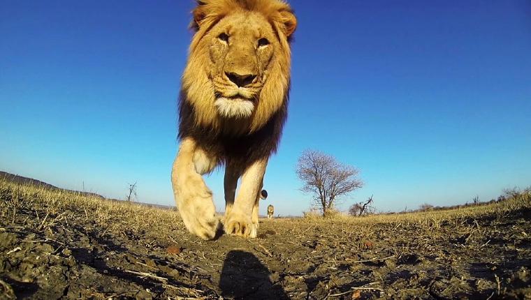 Klick! Tierische Selfies