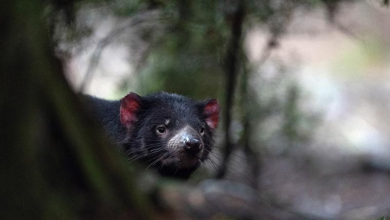 Australiens wilde Wälder