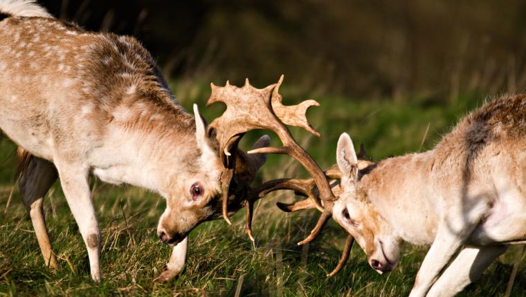 Tiere außer Rand und Band