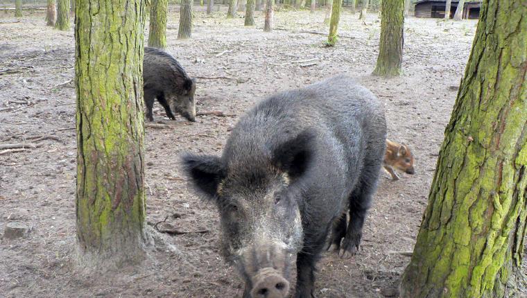 Die Zaubertricks der Tiere