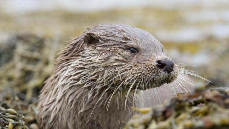 Billy & Molly: Eine Liebe zwischen Mensch und Otter