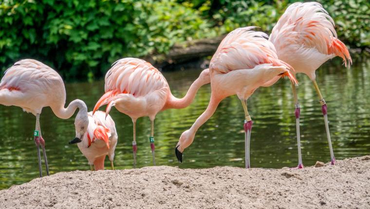 Bronx Zoo - Tierpark der Superlative