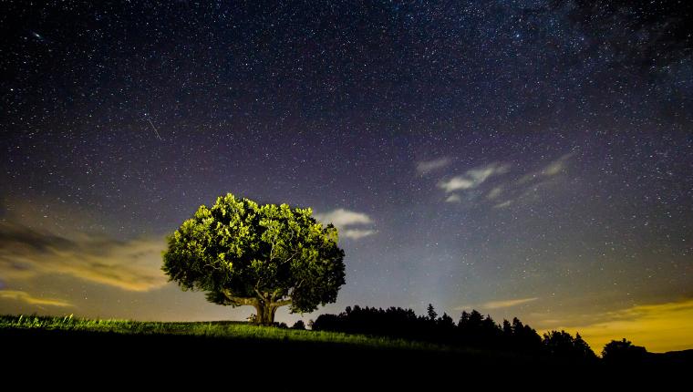 Die geheimnisvolle Welt der Bäume - Naturschätze der Steiermark