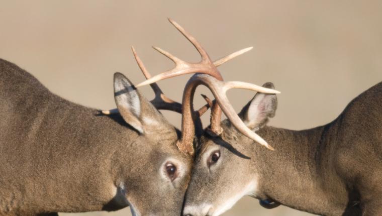 Tiere außer Rand und Band