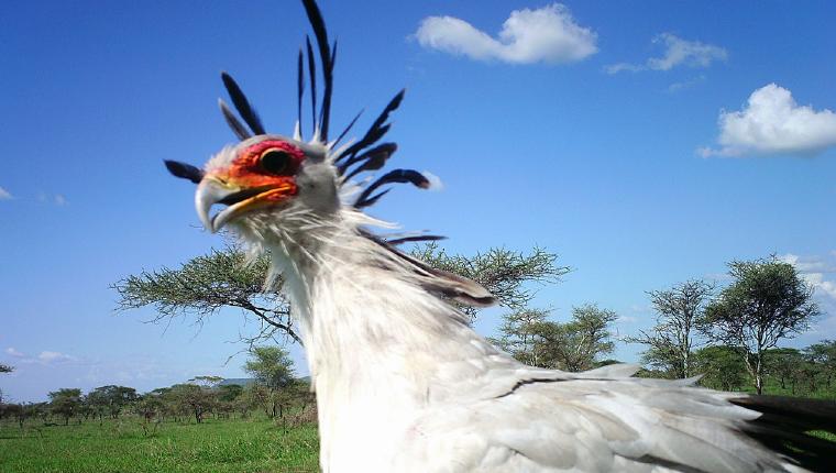 Klick! Tierische Selfies