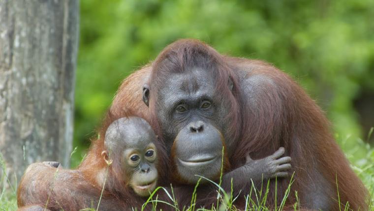 Die Zaubertricks der Tiere