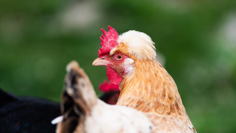 Vom Wildtier zum Haustier - Wie Tiere zur Familie wurden