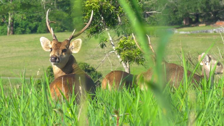 Thailands faszinierende Wildnis