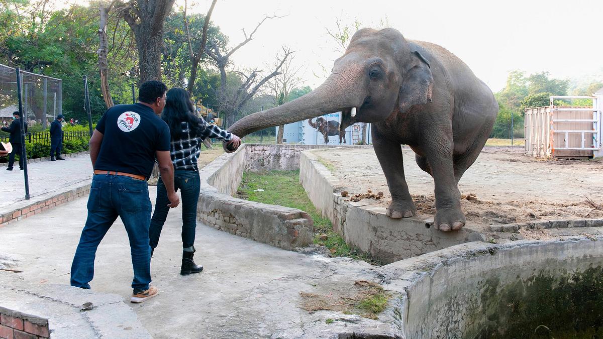 cher und der elefant
