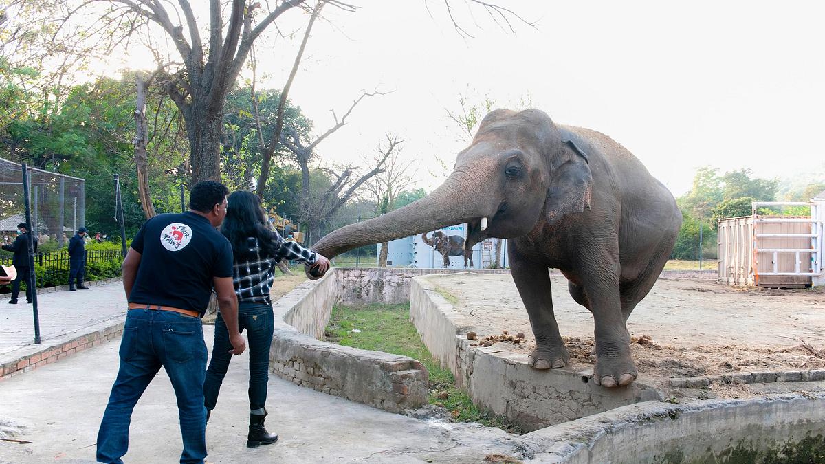 cher und der elefant