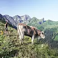 Land der Berge Thumbnail