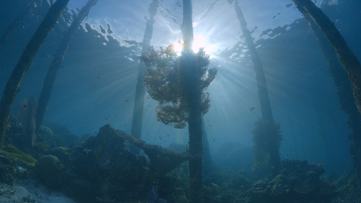 into the blue - indonesiens unterwasserparadiese