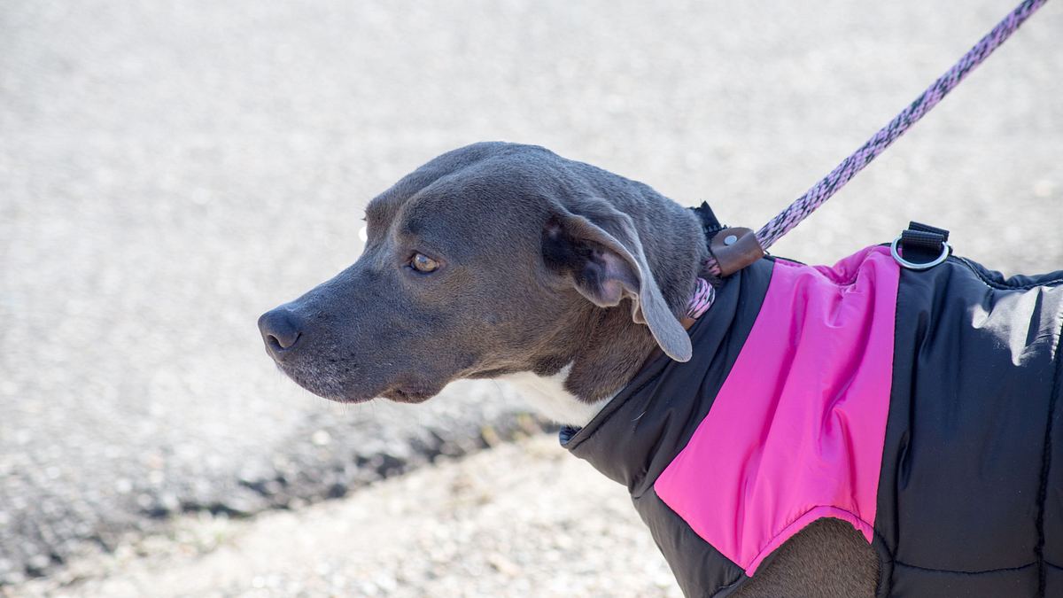 Pitbulls auf Bewährung pitbulls auf bewährung