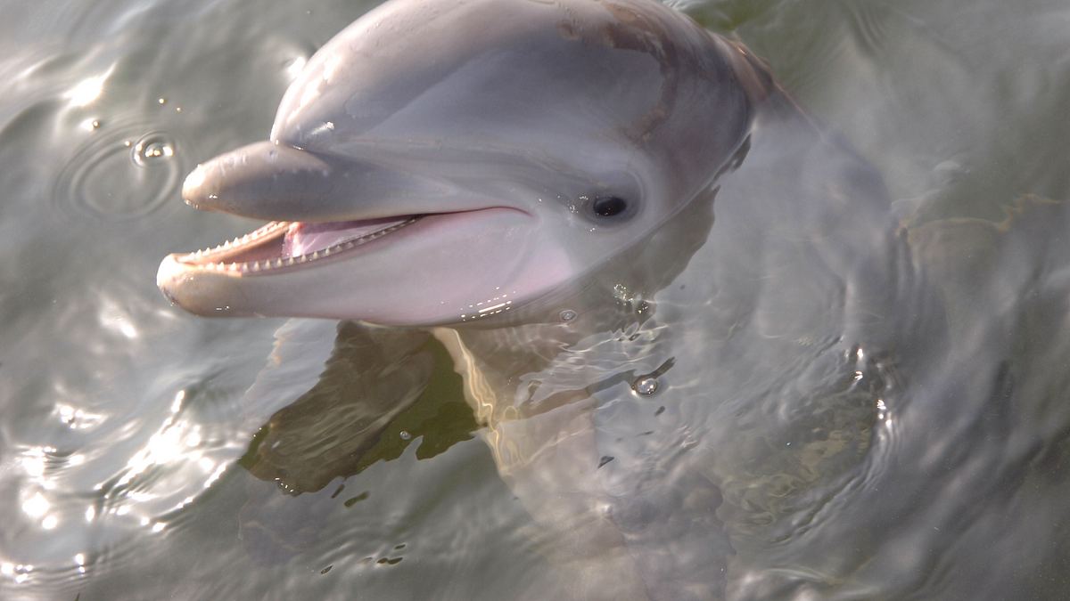 die delfin-schule