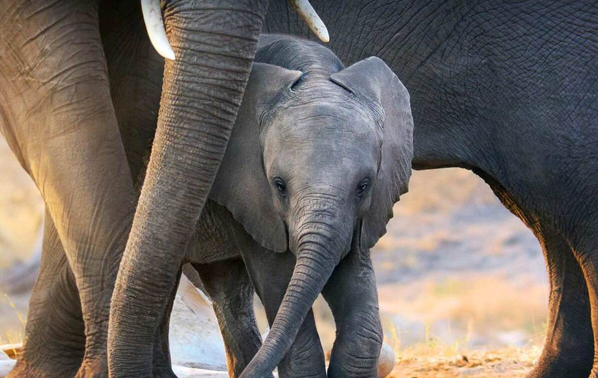 Disneys Elephant