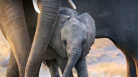 Disneys Elephant - Foto: Disney