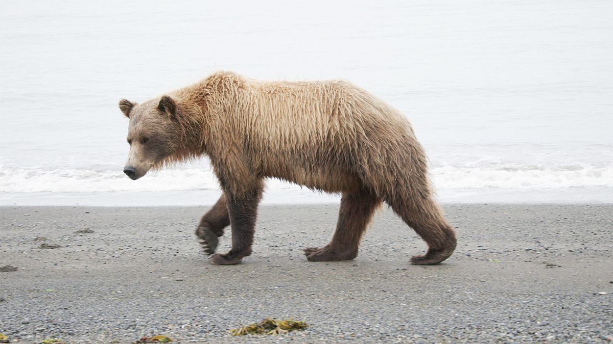 tracker diaries - die bären von alaska
