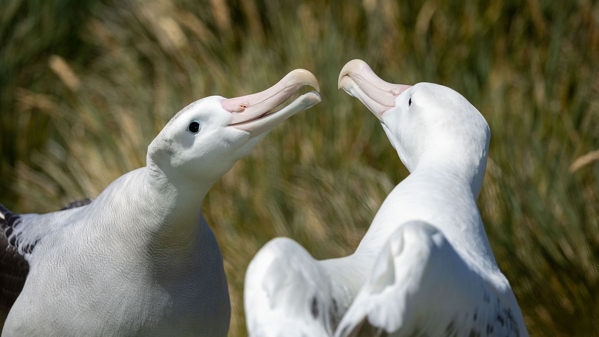 unglaubliche tierwanderungen