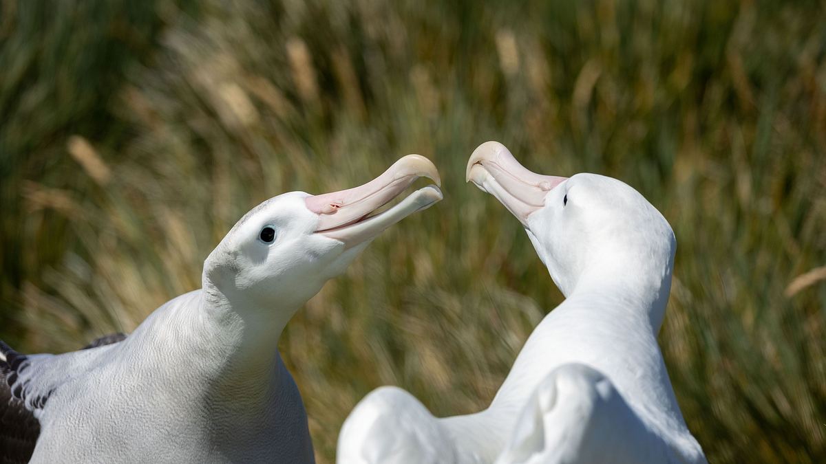 unglaubliche tierwanderungen