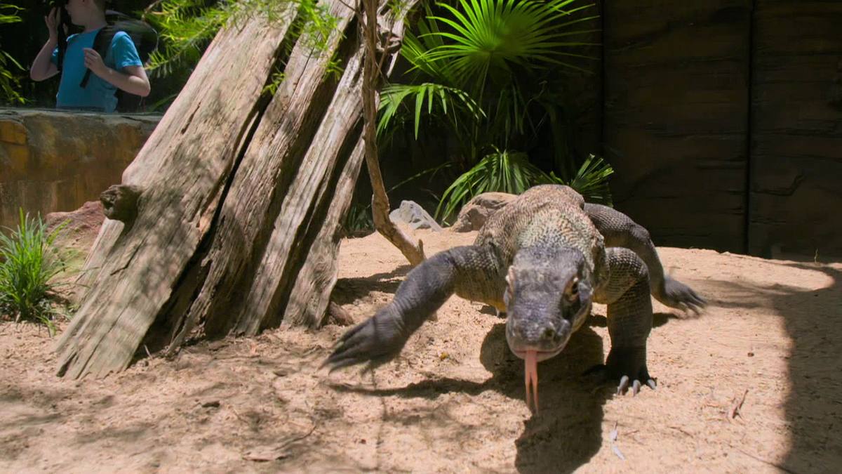 die irwins - crocodile hunter family