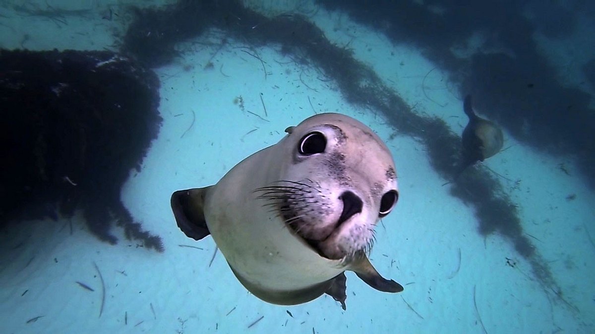 klick! tierische selfies