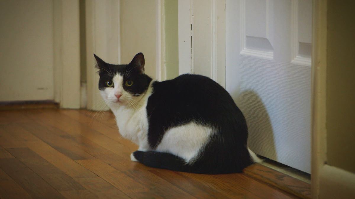 der katzenflüsterer