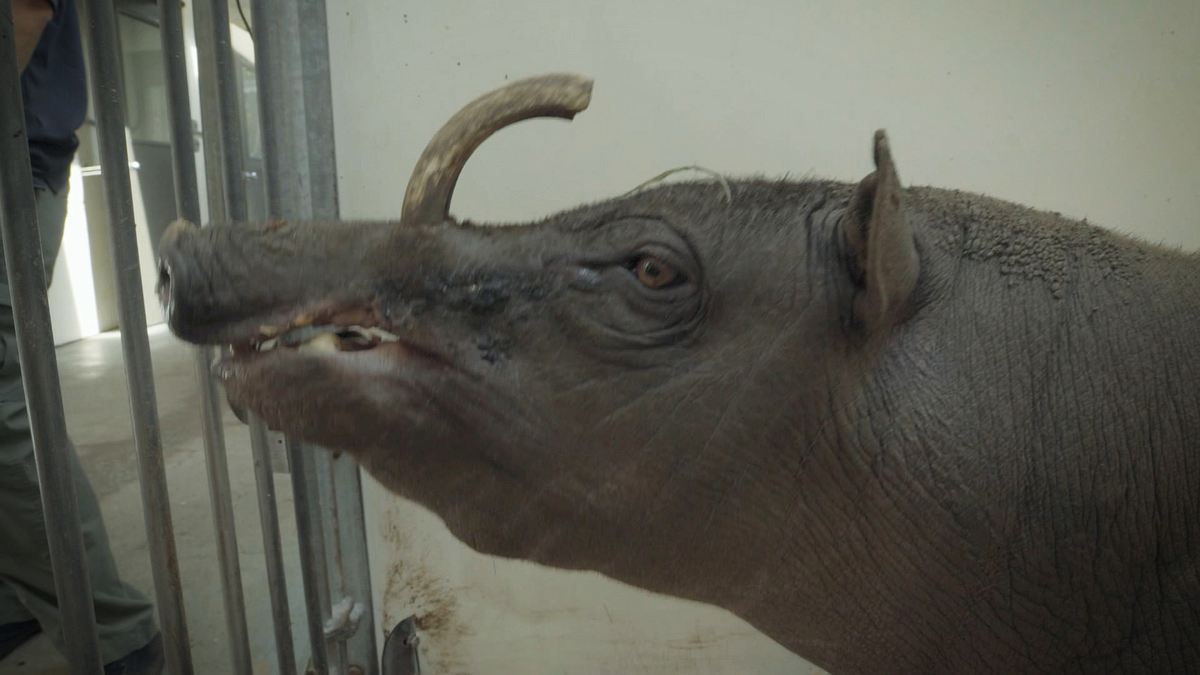 bronx zoo - tierpark der superlative