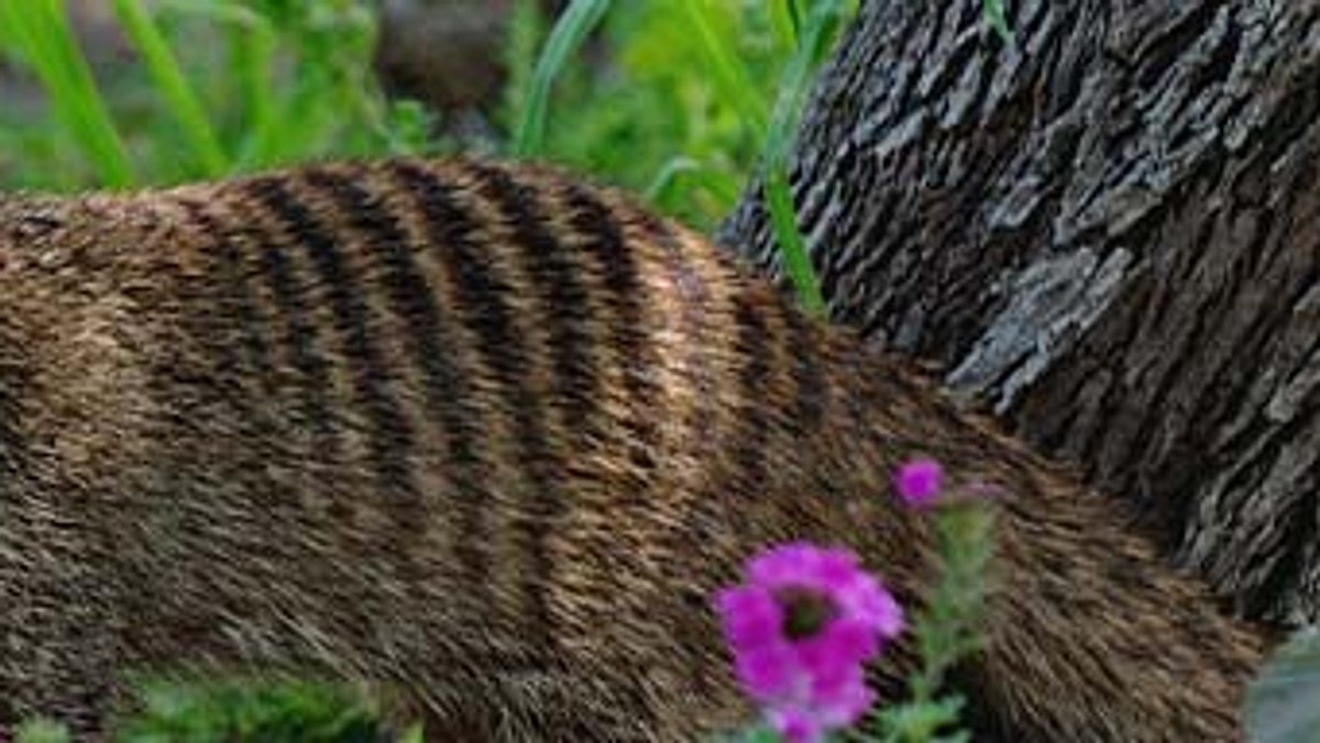 das waisenhaus für wilde tiere - abenteuer afrika