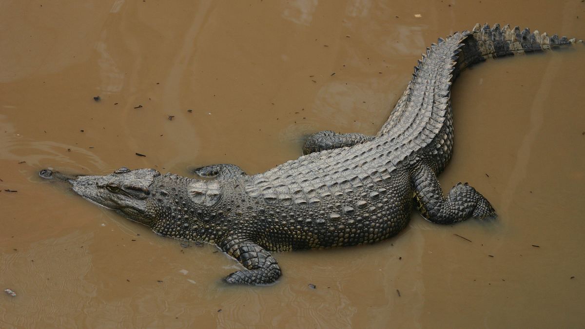 australiens uralte wildnis