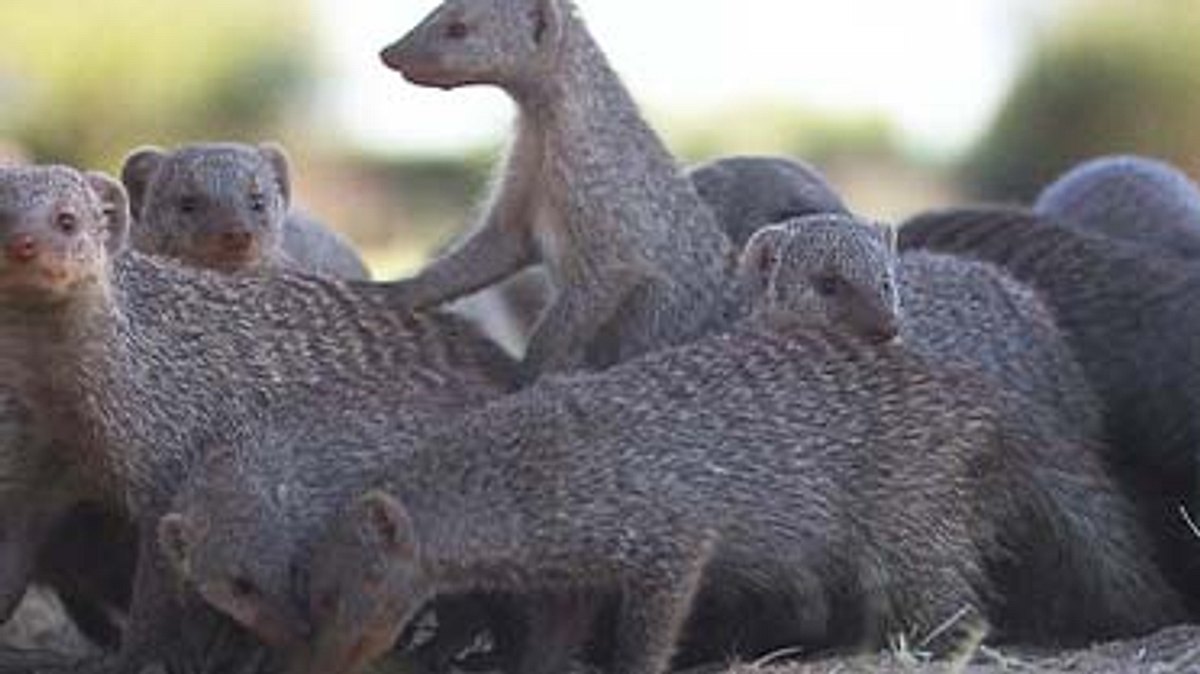 das waisenhaus für wilde tiere - abenteuer afrika