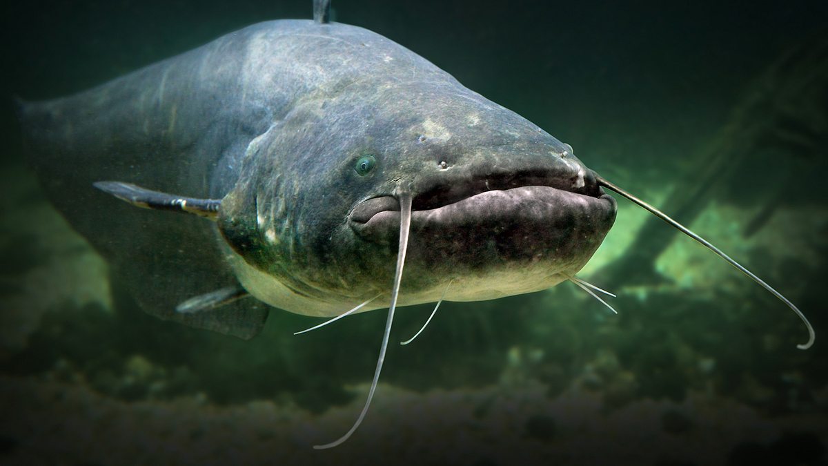 giganten unter wasser - riesenfischen auf der spur