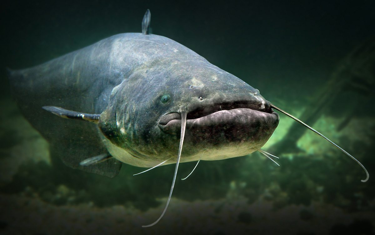 Giganten unter Wasser - Riesenfischen auf der Spur giganten unter wasser - riesenfischen auf der spur