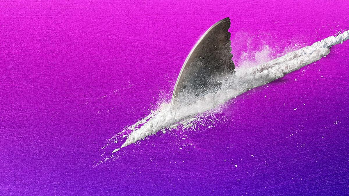cocaine sharks