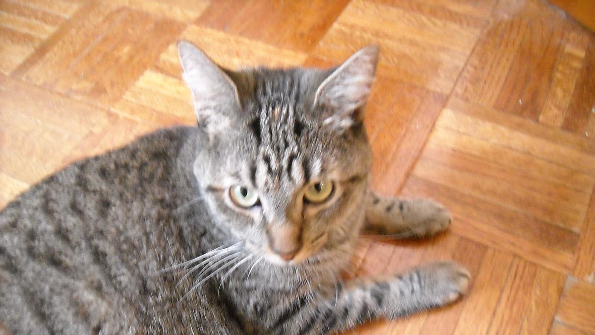 der katzenflüsterer