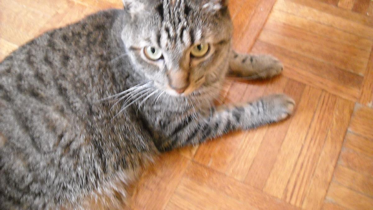 der katzenflüsterer