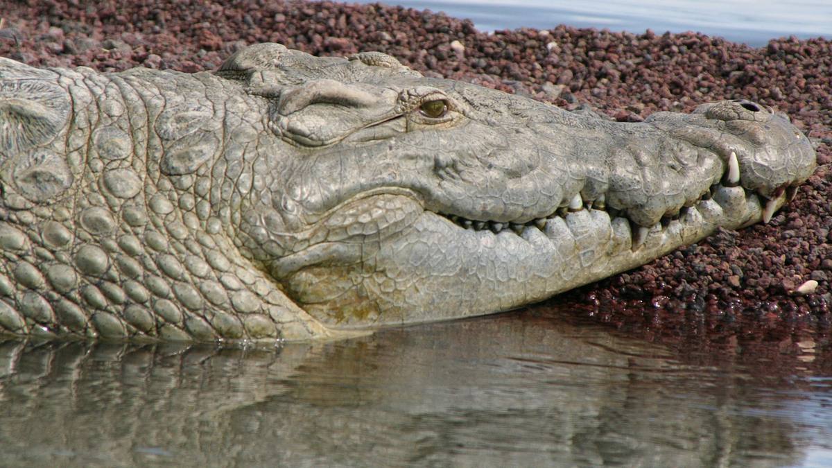 australiens riesen-krokodile