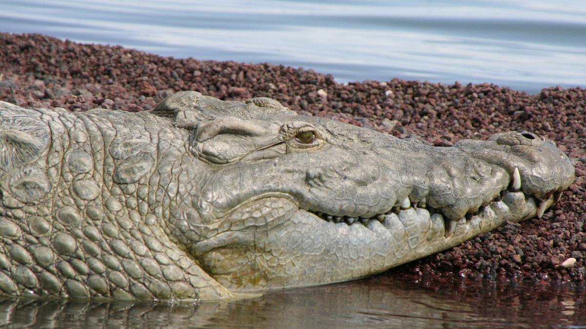 australiens riesen-krokodile