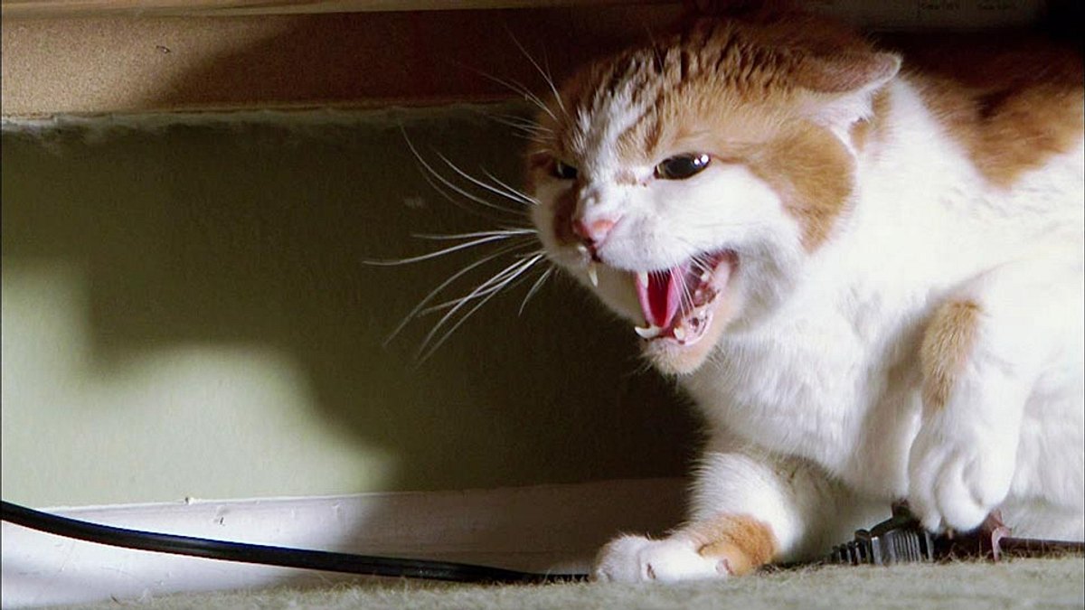 der katzenflüsterer