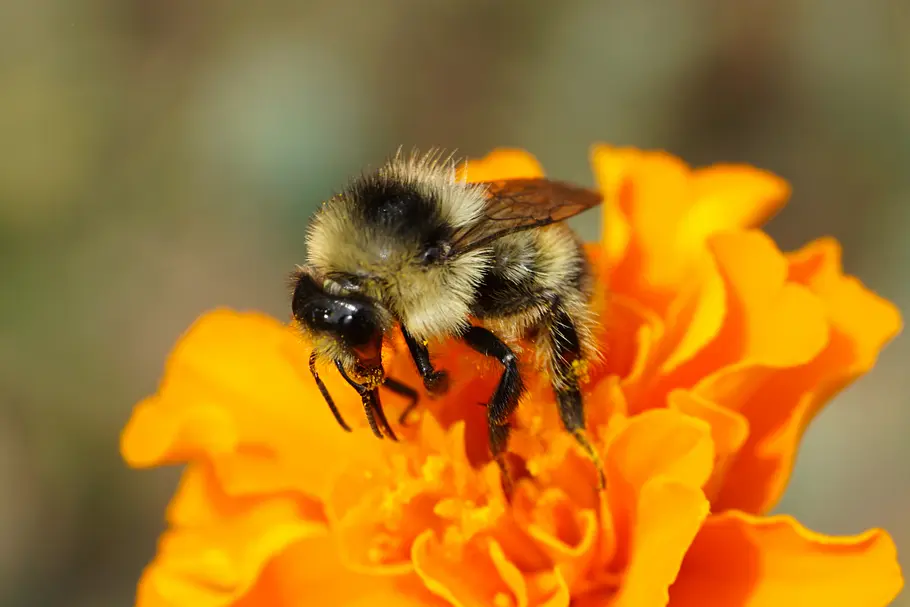 Bienen - Eine Welt im Wandel bienen - eine welt im wandel