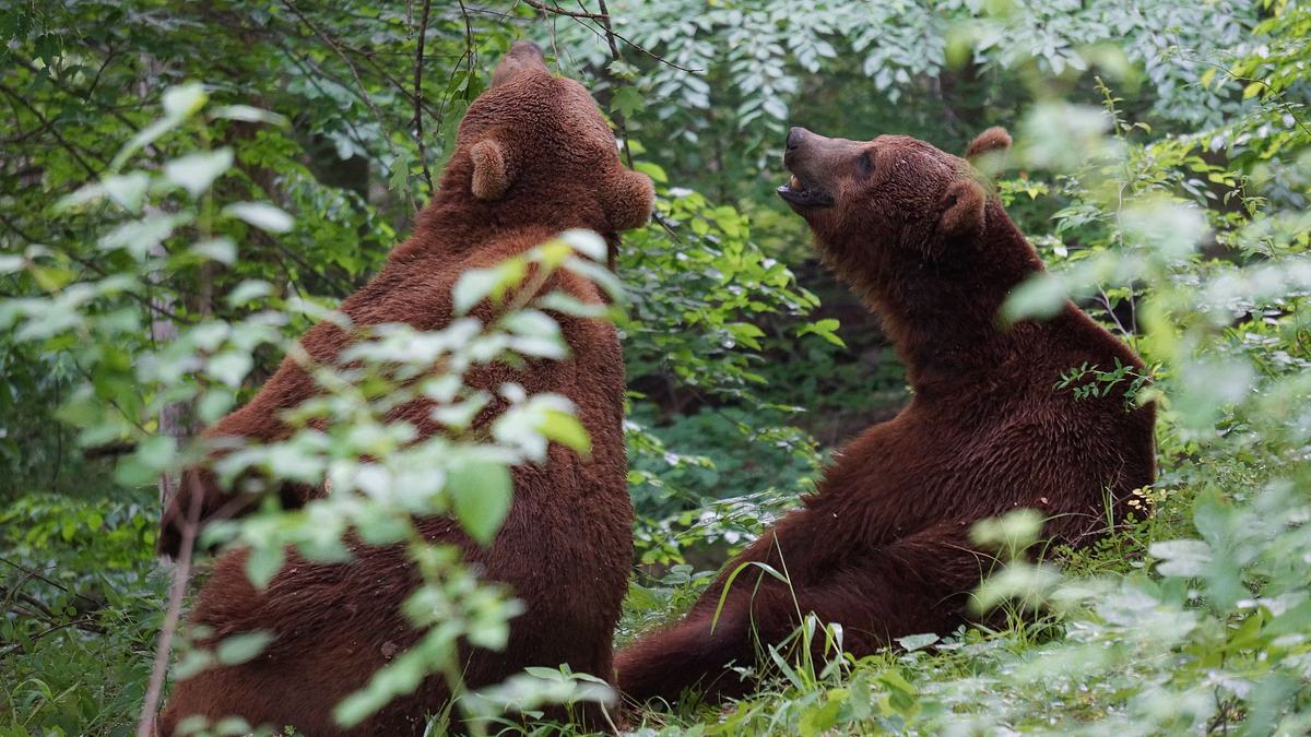 das grizzly-projekt