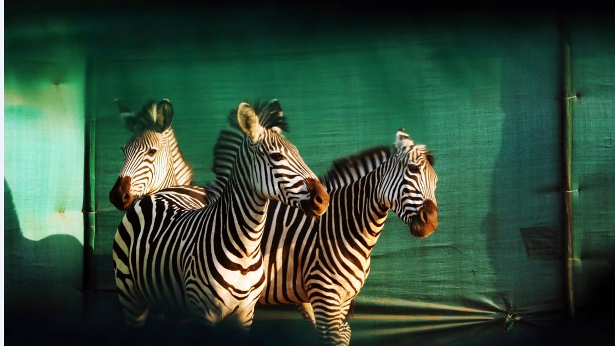 gorongosa: ein paradies kehrt zurück